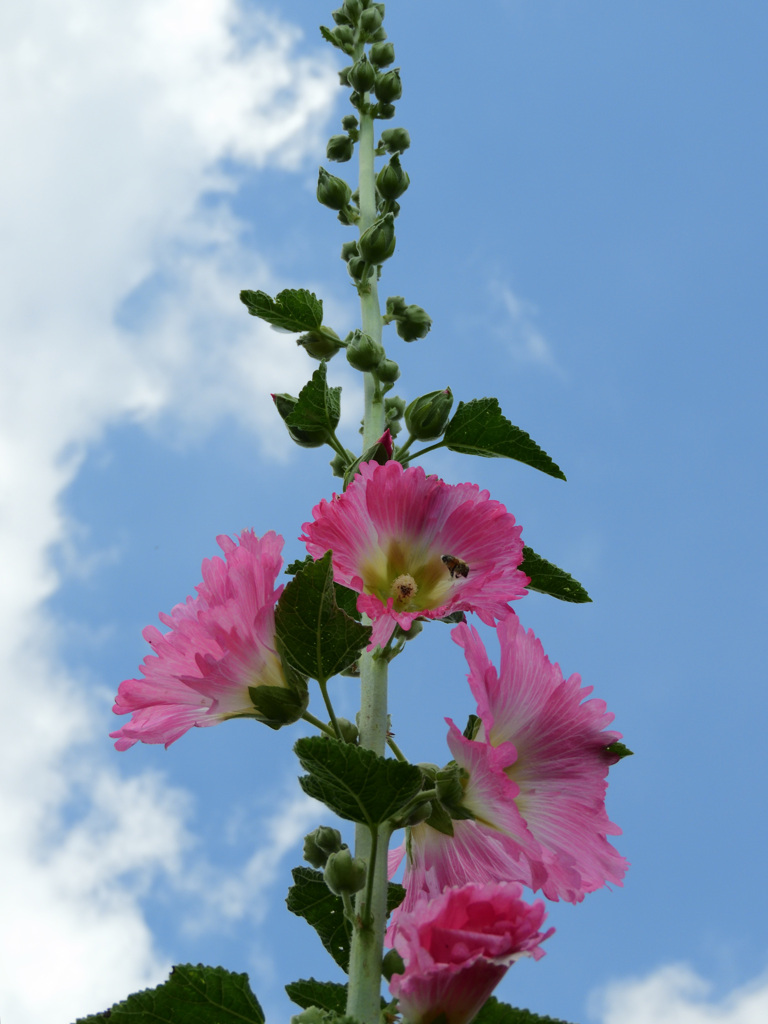 梅雨入りはいつ