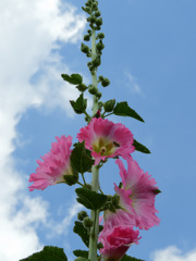 梅雨入りはいつ