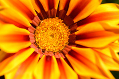 お日さまみたい