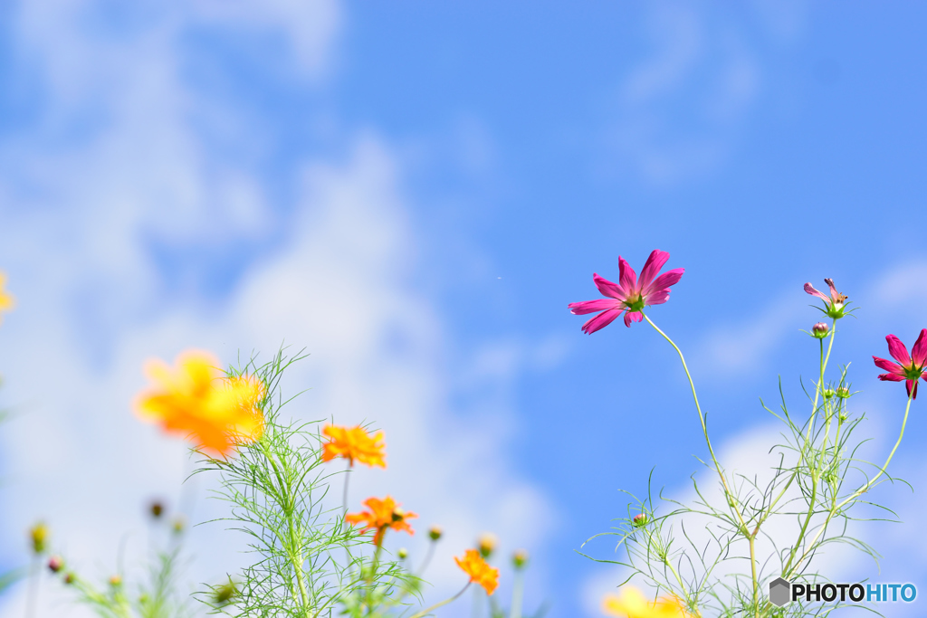 パステルカラー