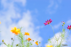 パステルカラー