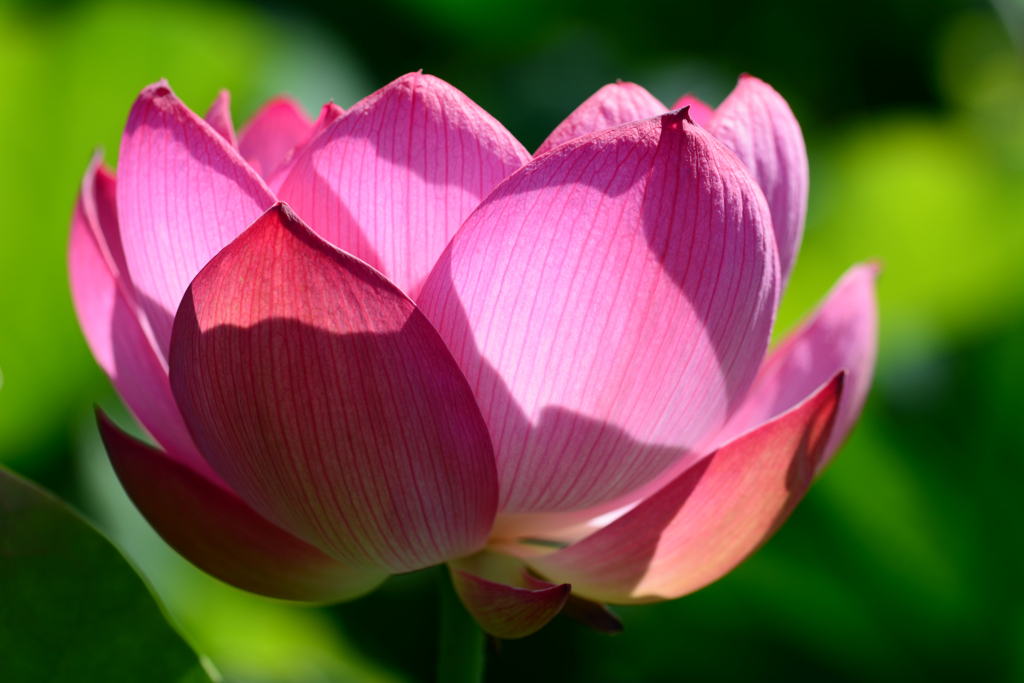 久々の晴天_蓮(2)