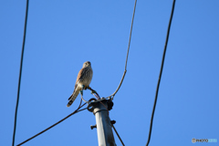 チョウゲンボウかな？