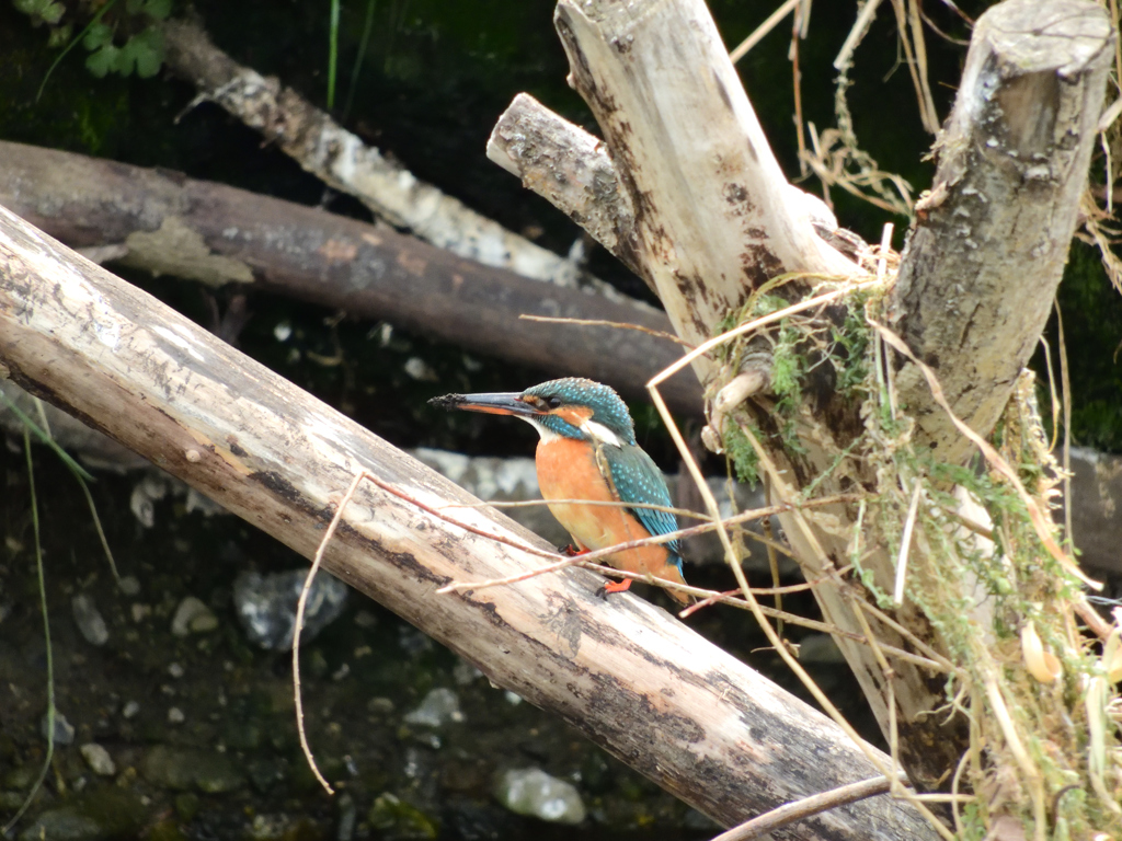 共同作業_家作り♀