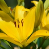 百合