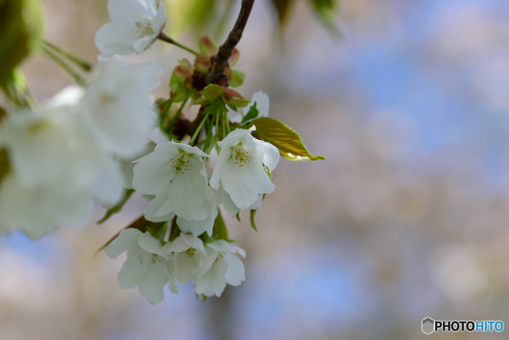 白い桜