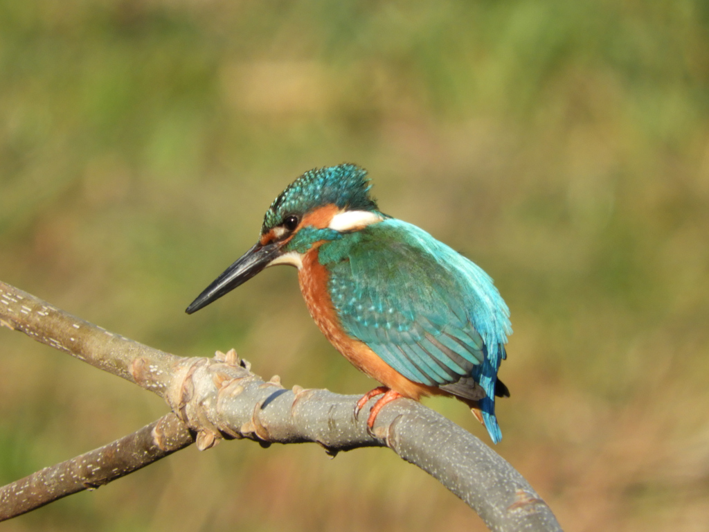 歩った甲斐がありました