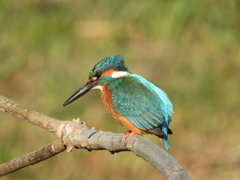 歩った甲斐がありました