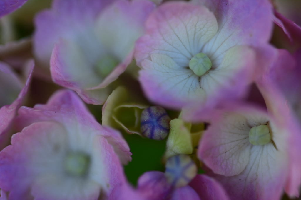 紫陽花_2