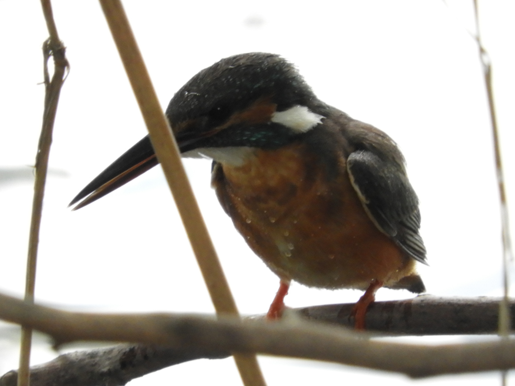 三度目に挑戦中