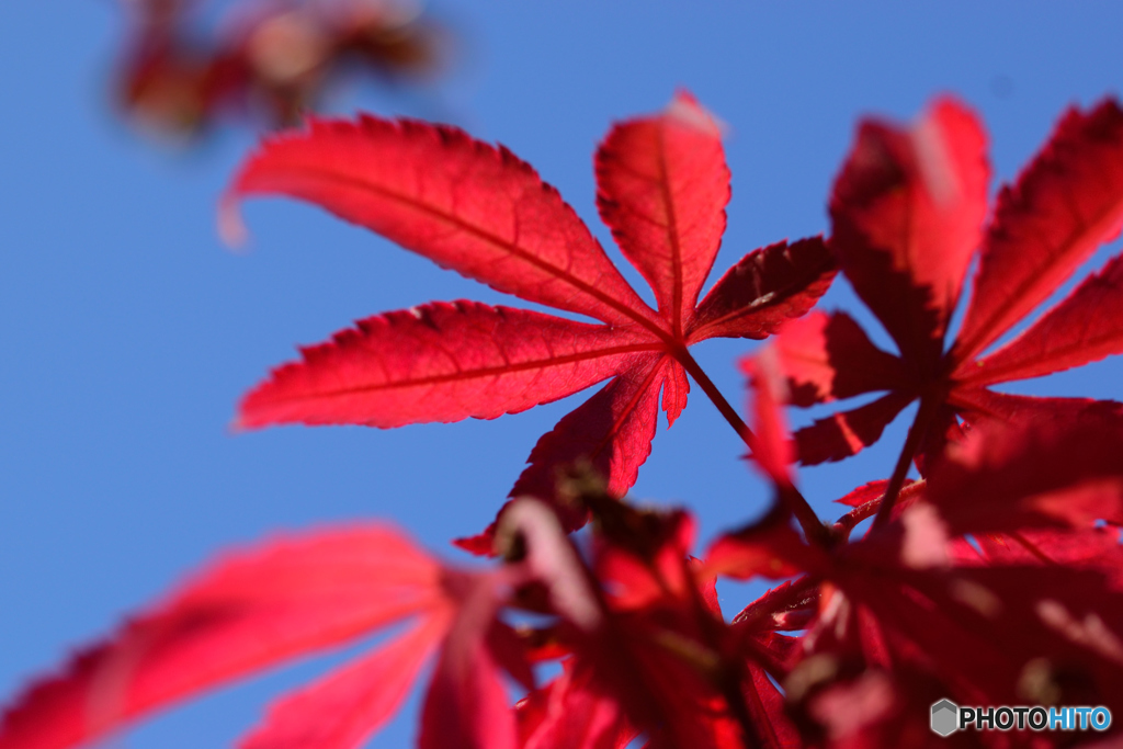 何日ぶりの青空だろう