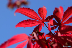 何日ぶりの青空だろう