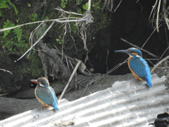 恋の季節の始まり