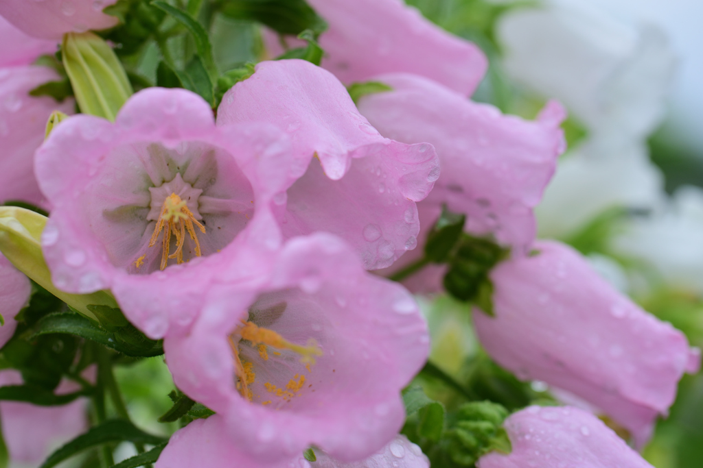 ピンクのカンパニュラ