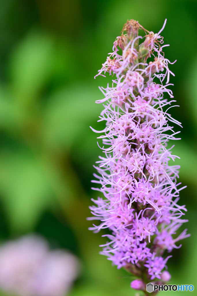 リアトリスかな？