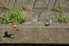 恋の駆け引き_2