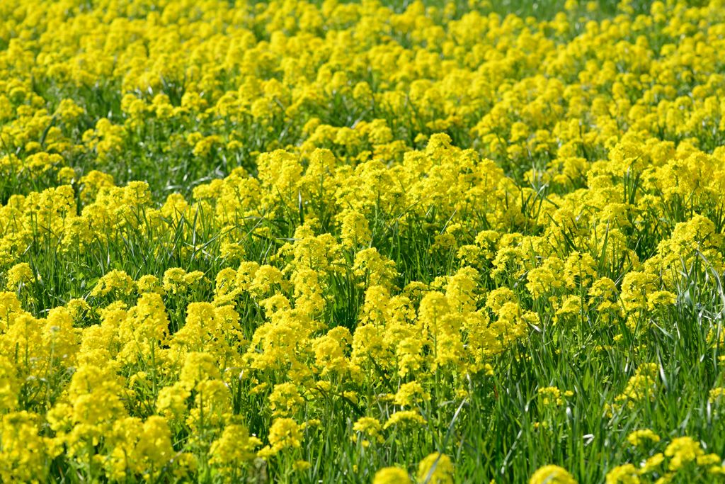 菜の花畑