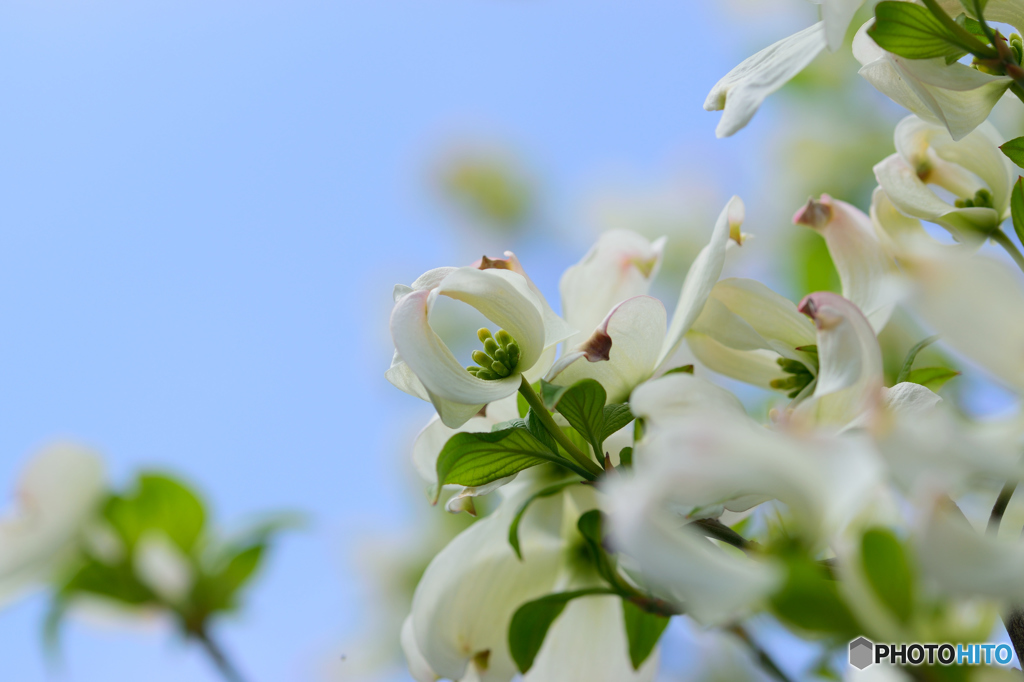 ハナミズキ（白）