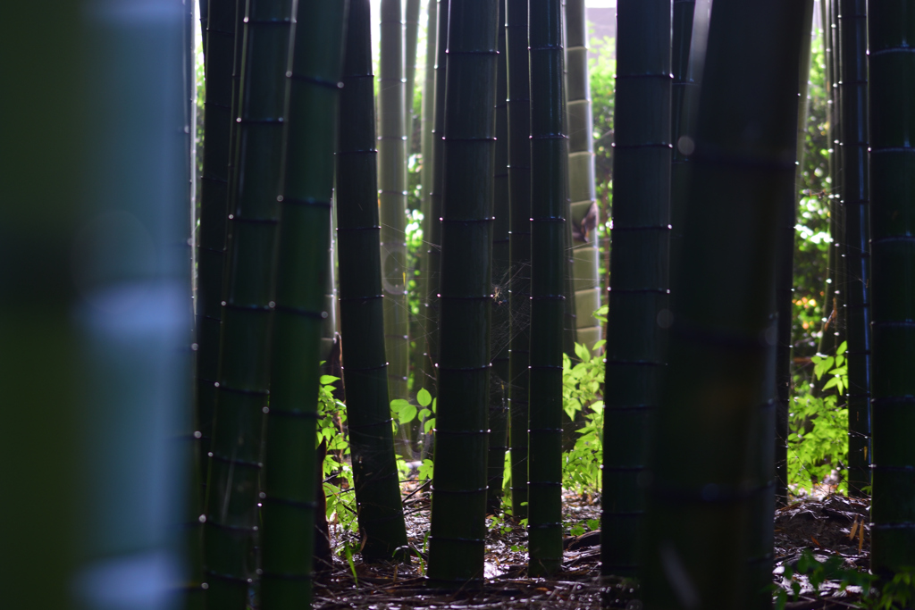 雨上がりの竹林