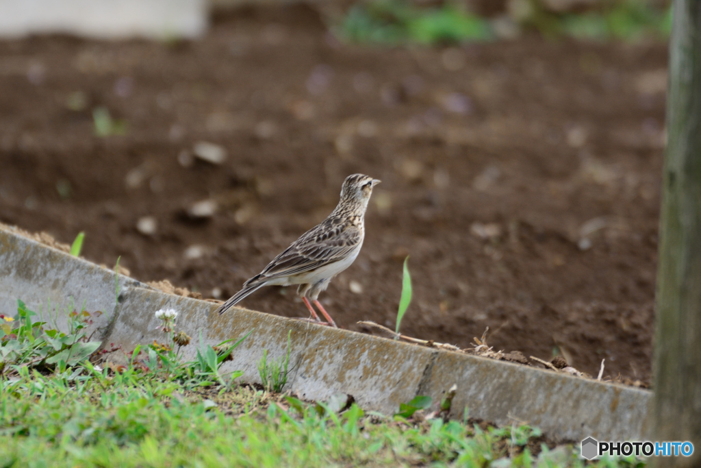 春は告げました