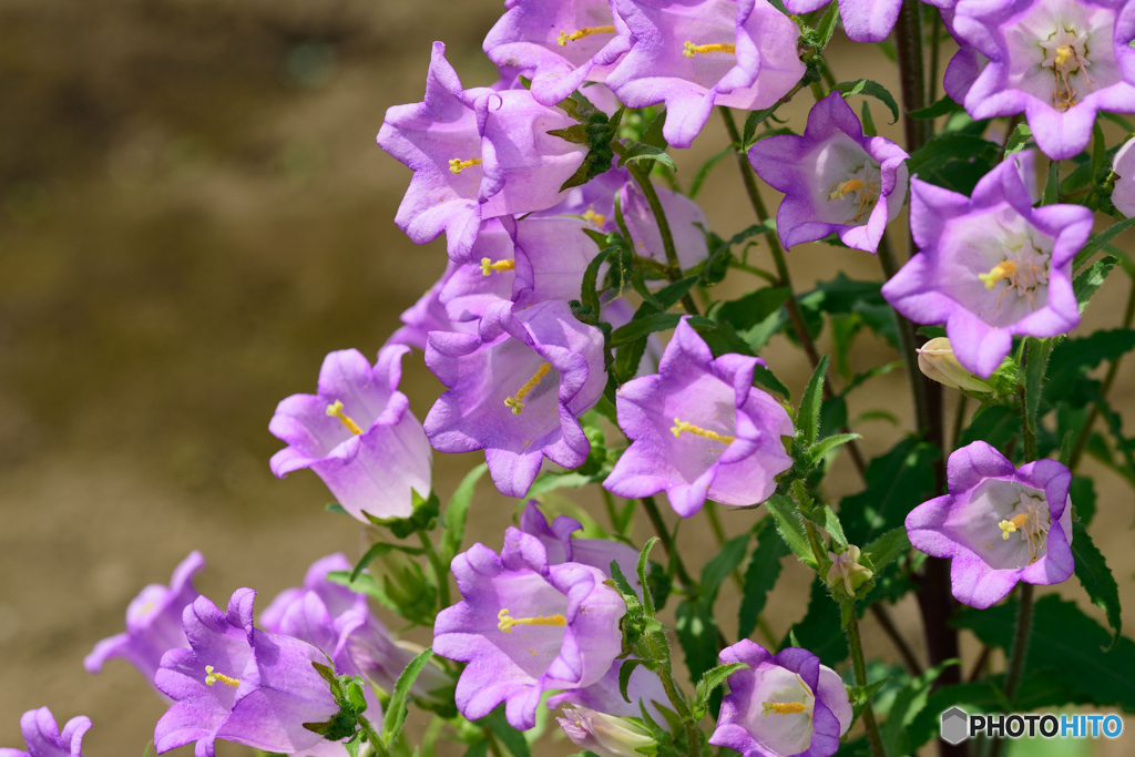 カンパニュラ_紫