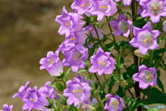 カンパニュラ_紫