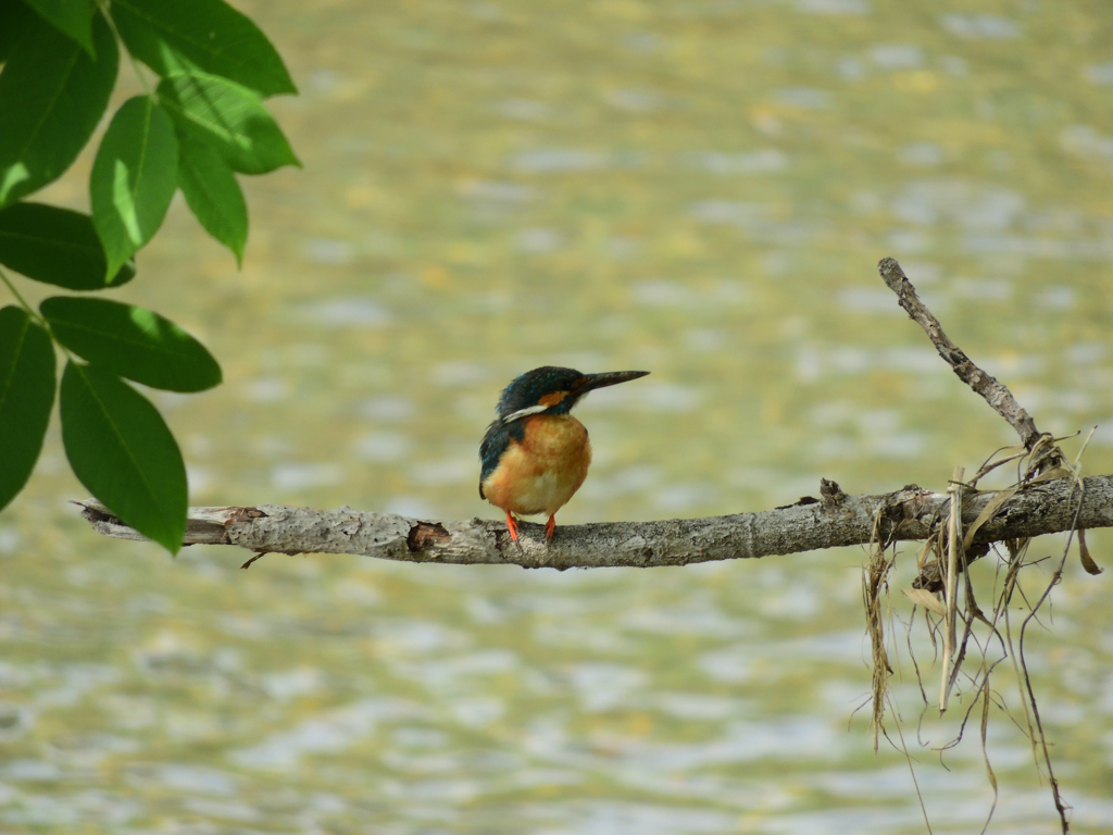 雨上がりのカワちゃん