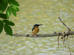 雨上がりのカワちゃん
