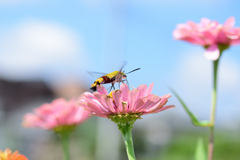 オオスカシバガ