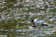 オナガの行水