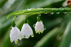 雨上がりに_スノーフレーク