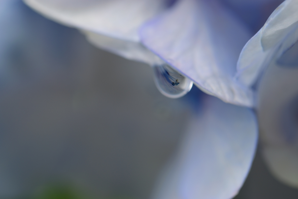 雨上がりの紫陽花_1