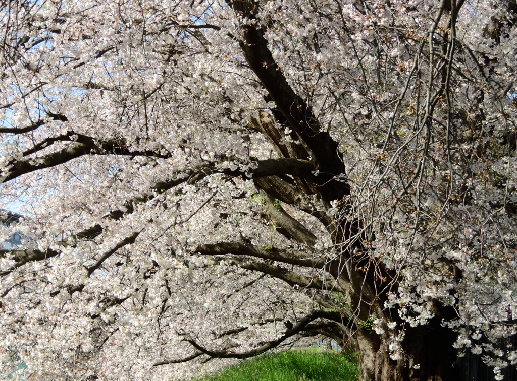 今年もお気に入りの場所を