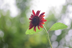 赤い向日葵