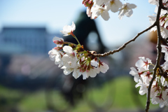桜満開の通学路