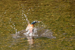 カワ三昧_プファー