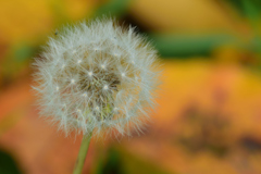 秋色をバックに