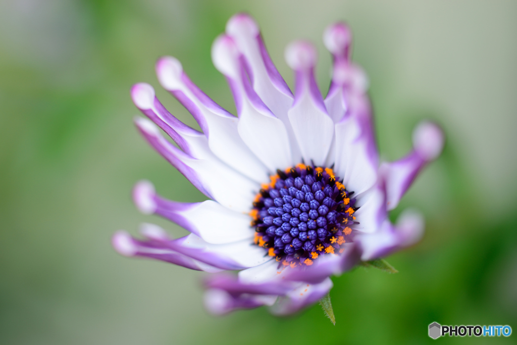 スプーンの花びら