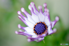 スプーンの花びら