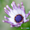 スプーンの花びら