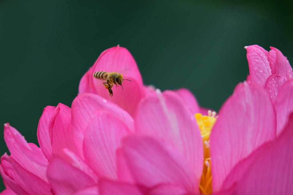 花粉へダイブ