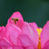 花粉へダイブ