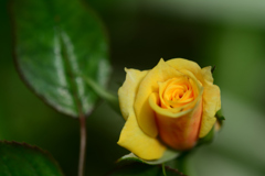 薔薇