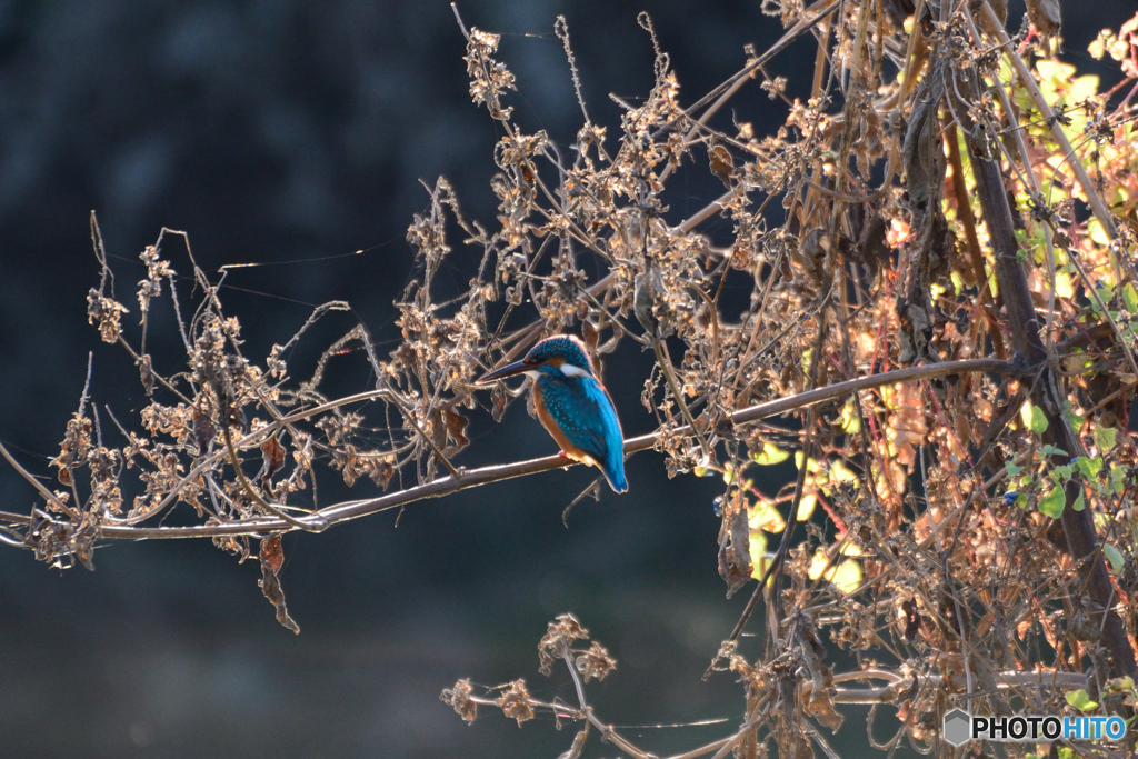 いつもの止まり木にて