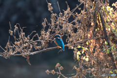 いつもの止まり木にて