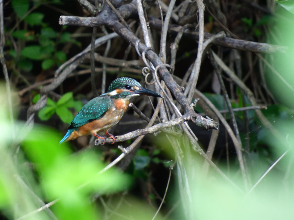 釣り堀裏のシャイな娘
