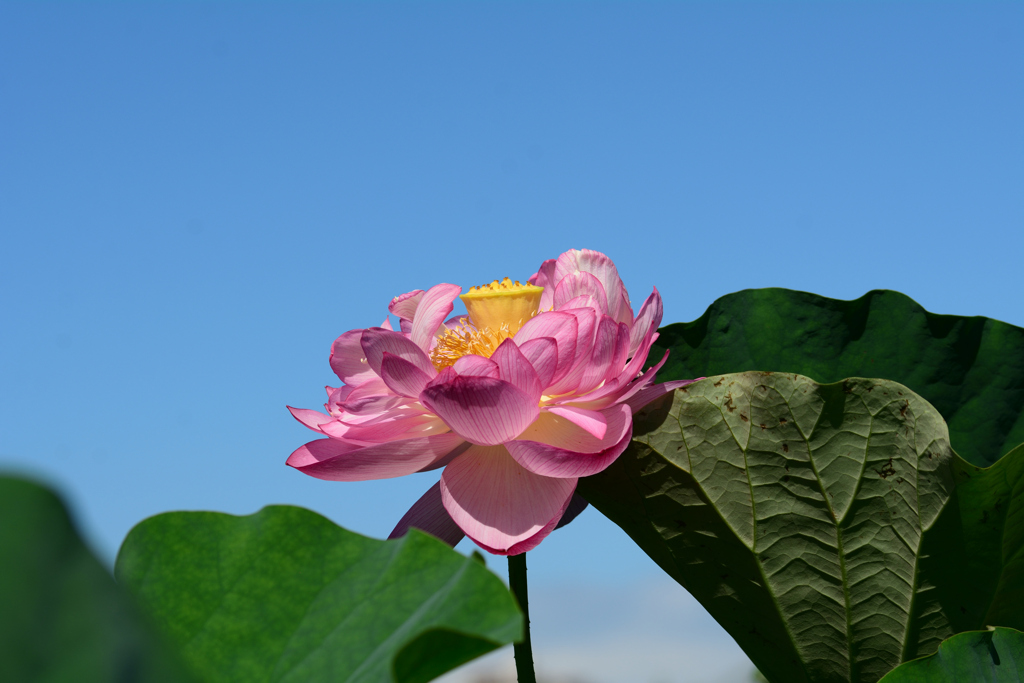 久々の晴天_蓮(1)
