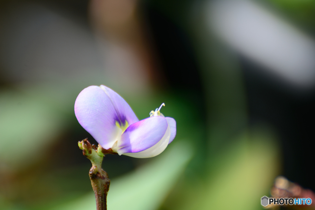 エンドウちゃん