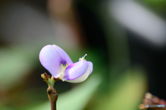 エンドウちゃん