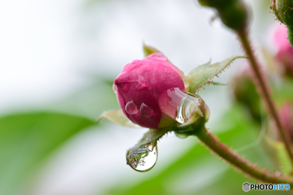 薔薇と水滴